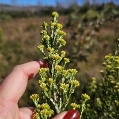 Ozothamnus cupressoides (Kerosine Bush) at Kiandra, NSW - 28 Dec 2024 by Csteele4