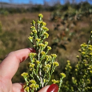 Ozothamnus cupressoides at Kiandra, NSW - 28 Dec 2024