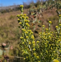 Ozothamnus cupressoides at Kiandra, NSW - 28 Dec 2024