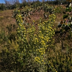 Ozothamnus cupressoides at Kiandra, NSW - 28 Dec 2024 05:02 PM