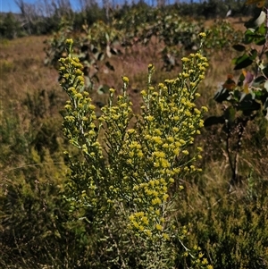 Ozothamnus cupressoides at Kiandra, NSW - 28 Dec 2024