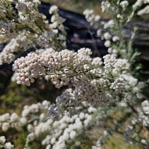 Ozothamnus secundiflorus at Kiandra, NSW - 28 Dec 2024 04:57 PM