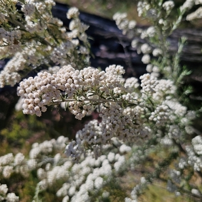 Ozothamnus secundiflorus (Cascade Everlasting) at Kiandra, NSW - 28 Dec 2024 by Csteele4