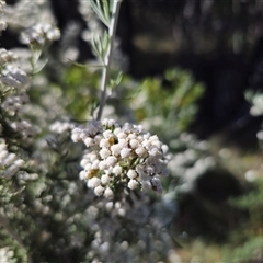 Ozothamnus secundiflorus at Kiandra, NSW - 28 Dec 2024 04:57 PM