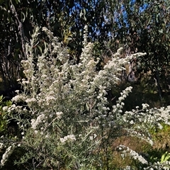 Ozothamnus secundiflorus at Kiandra, NSW - 28 Dec 2024 04:57 PM