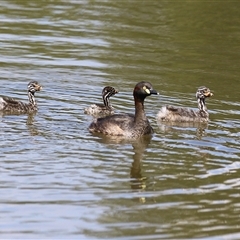 Tachybaptus novaehollandiae (Australasian Grebe) at Isabella Plains, ACT - 1 Jan 2025 by RodDeb