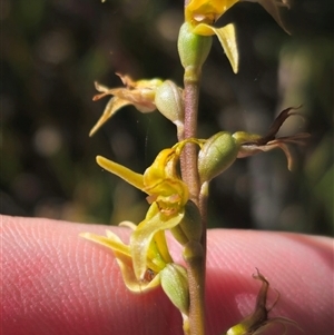 Paraprasophyllum sphacelatum at Kiandra, NSW - suppressed