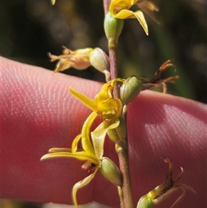 Paraprasophyllum sphacelatum at Kiandra, NSW - suppressed