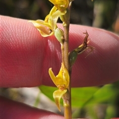 Paraprasophyllum sphacelatum at Kiandra, NSW - suppressed