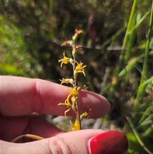 Paraprasophyllum sphacelatum at Kiandra, NSW - suppressed