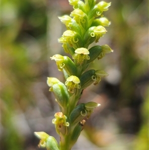 Microtis unifolia at Kiandra, NSW - suppressed