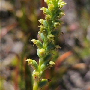 Microtis unifolia at Kiandra, NSW - suppressed