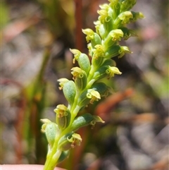 Microtis unifolia at Kiandra, NSW - suppressed