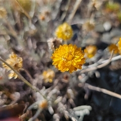 Leucochrysum albicans subsp. albicans (Hoary Sunray) at Cabramurra, NSW - 28 Dec 2024 by Csteele4