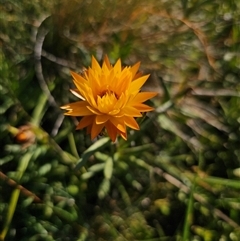 Xerochrysum subundulatum (Alpine Everlasting) at Kiandra, NSW - 28 Dec 2024 by Csteele4