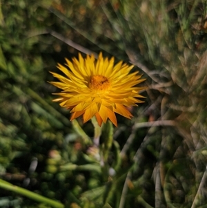 Xerochrysum subundulatum at Kiandra, NSW - 28 Dec 2024