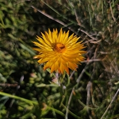 Xerochrysum subundulatum at Kiandra, NSW - 28 Dec 2024