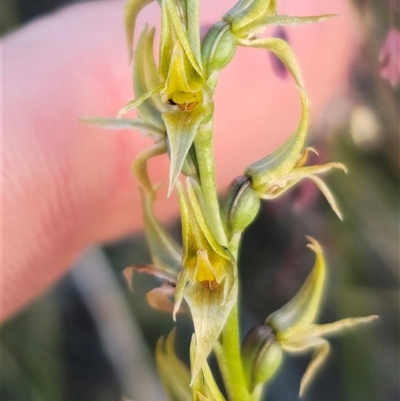 Paraprasophyllum sphacelatum (Large Alpine Leek-orchid) at Gooandra, NSW - 28 Dec 2024 by Csteele4