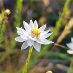 Rhodanthe anthemoides (Chamomile Sunray) at Gooandra, NSW - 28 Dec 2024 by Csteele4