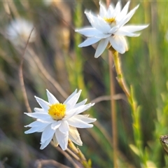 Rhodanthe anthemoides at Gooandra, NSW - 28 Dec 2024