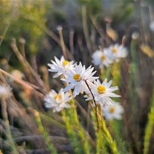 Rhodanthe anthemoides at Gooandra, NSW - 28 Dec 2024