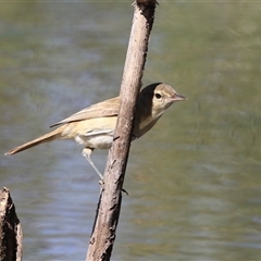 Acrocephalus australis (Australian Reed-Warbler) at Isabella Plains, ACT - 1 Jan 2025 by RodDeb