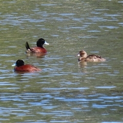 Oxyura australis (Blue-billed Duck) at Isabella Plains, ACT - 1 Jan 2025 by RodDeb