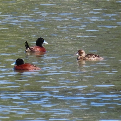 Oxyura australis (Blue-billed Duck) at Isabella Plains, ACT - 31 Dec 2024 by RodDeb