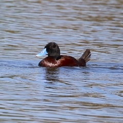 Oxyura australis at Isabella Plains, ACT - 1 Jan 2025 10:00 AM