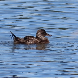 Oxyura australis at Isabella Plains, ACT - 1 Jan 2025 10:00 AM