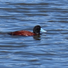 Oxyura australis at Isabella Plains, ACT - 1 Jan 2025 10:00 AM