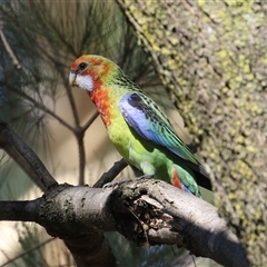 Platycercus eximius (Eastern Rosella) at Isabella Plains, ACT - 31 Dec 2024 by RodDeb