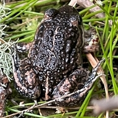 Limnodynastes dumerilii at Yanakie, VIC - 1 Jan 2025 by Louisab