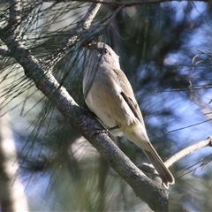 Pachycephala pectoralis at Isabella Plains, ACT - 31 Dec 2024 by RodDeb