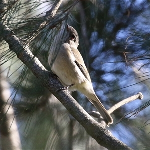 Pachycephala pectoralis at Isabella Plains, ACT - 1 Jan 2025 10:10 AM