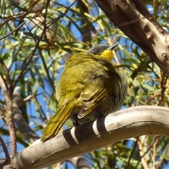 Nesoptilotis flavicollis (Yellow-throated Honeyeater) at West Hobart, TAS - 9 Apr 2023 by VanessaC