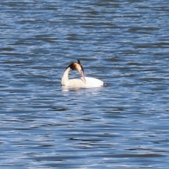 Podiceps cristatus (Great Crested Grebe) at Isabella Plains, ACT - 31 Dec 2024 by RodDeb