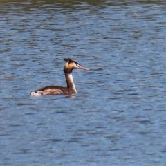 Podiceps cristatus at Isabella Plains, ACT - 1 Jan 2025 09:50 AM