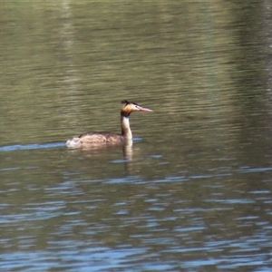 Podiceps cristatus at Isabella Plains, ACT - 1 Jan 2025 09:50 AM