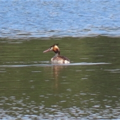 Podiceps cristatus at Isabella Plains, ACT - 1 Jan 2025 09:50 AM