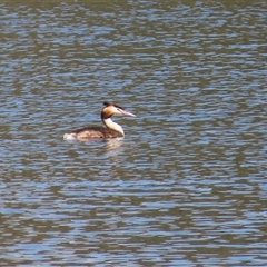 Podiceps cristatus at Isabella Plains, ACT - 1 Jan 2025 09:50 AM