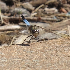 Orthetrum caledonicum (Blue Skimmer) at Isabella Plains, ACT - 1 Jan 2025 by RodDeb