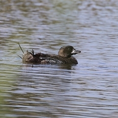 Biziura lobata (Musk Duck) at Isabella Plains, ACT - 31 Dec 2024 by RodDeb