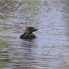 Biziura lobata at Isabella Plains, ACT - 1 Jan 2025