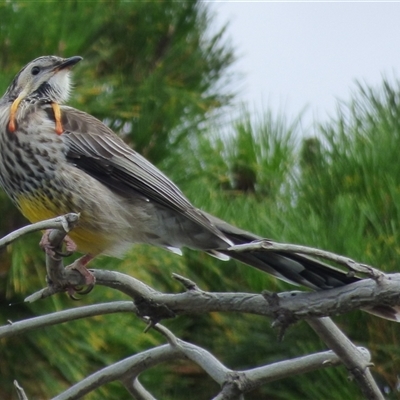 Anthochaera paradoxa (Yellow Wattlebird) at Rosny, TAS - 20 Mar 2023 by VanessaC