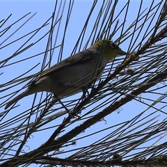 Zosterops lateralis (Silvereye) at Isabella Plains, ACT - 1 Jan 2025 by RodDeb