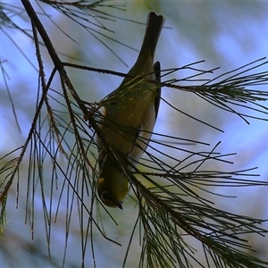 Zosterops lateralis at Isabella Plains, ACT - 1 Jan 2025 10:29 AM