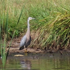 Egretta novaehollandiae (White-faced Heron) at Isabella Plains, ACT - 1 Jan 2025 by RodDeb