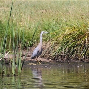 Egretta novaehollandiae at Isabella Plains, ACT - 1 Jan 2025 10:21 AM