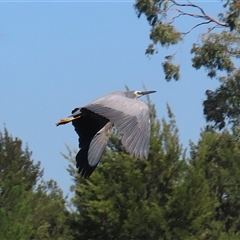 Egretta novaehollandiae at Isabella Plains, ACT - 1 Jan 2025 10:21 AM